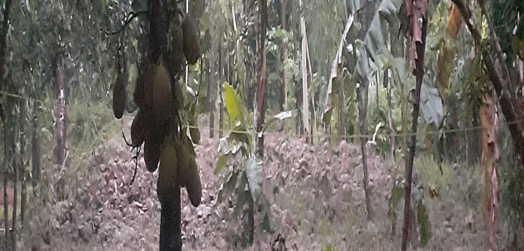 প্রধান উপদেষ্টা পদত্যাগ করবেন না: ফাইজ তাইয়েব আহমেদ