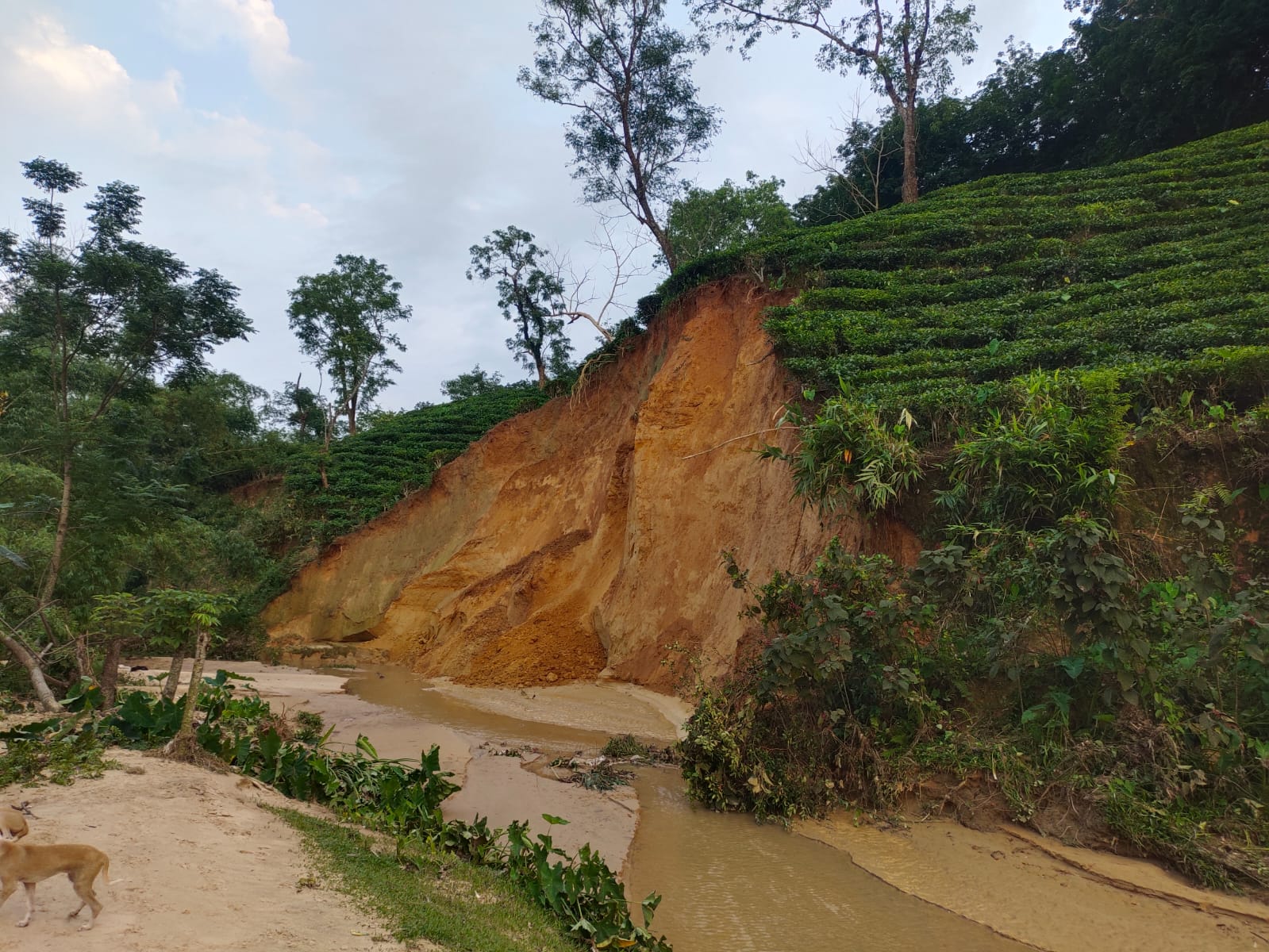 প্রধান উপদেষ্টা পদত্যাগ করবেন না: ফাইজ তাইয়েব আহমেদ