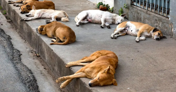 প্রধান উপদেষ্টা পদত্যাগ করবেন না: ফাইজ তাইয়েব আহমেদ