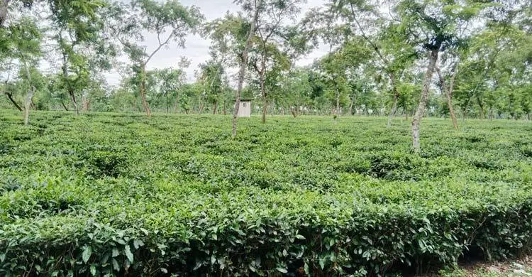 প্রধান উপদেষ্টা পদত্যাগ করবেন না: ফাইজ তাইয়েব আহমেদ