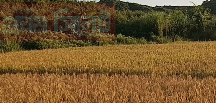 প্রধান উপদেষ্টা পদত্যাগ করবেন না: ফাইজ তাইয়েব আহমেদ