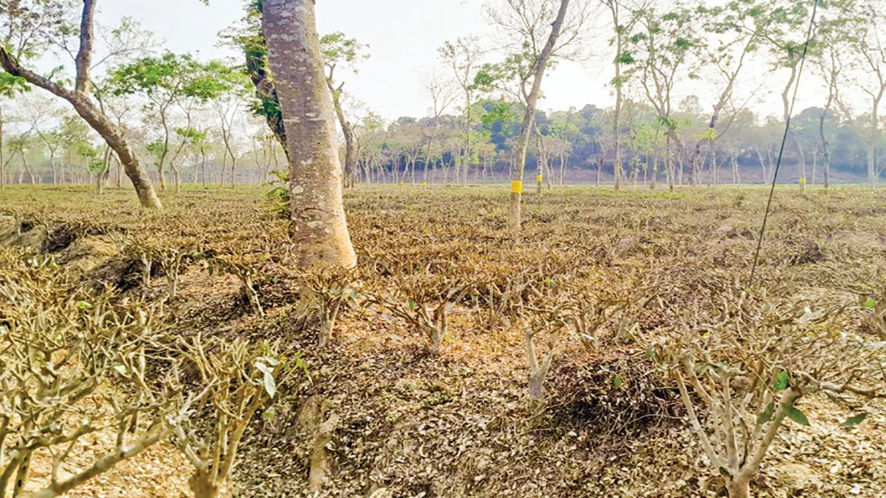 প্রধান উপদেষ্টা পদত্যাগ করবেন না: ফাইজ তাইয়েব আহমেদ