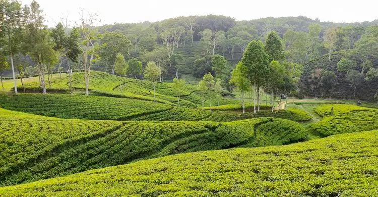 প্রধান উপদেষ্টা পদত্যাগ করবেন না: ফাইজ তাইয়েব আহমেদ