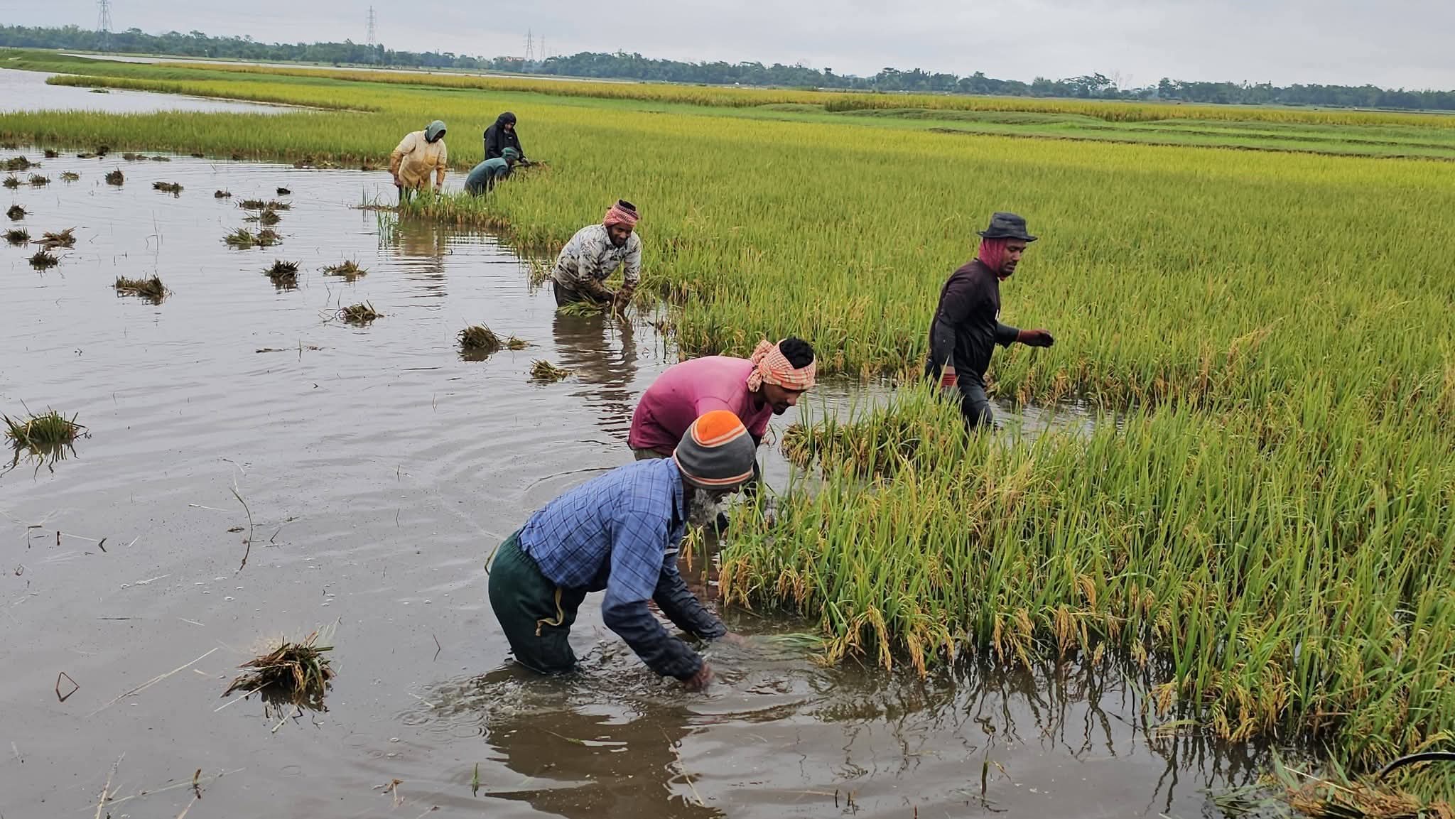 প্রধান উপদেষ্টা পদত্যাগ করবেন না: ফাইজ তাইয়েব আহমেদ