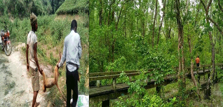 প্রধান উপদেষ্টা পদত্যাগ করবেন না: ফাইজ তাইয়েব আহমেদ