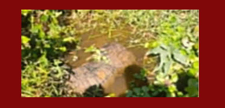 প্রধান উপদেষ্টা পদত্যাগ করবেন না: ফাইজ তাইয়েব আহমেদ