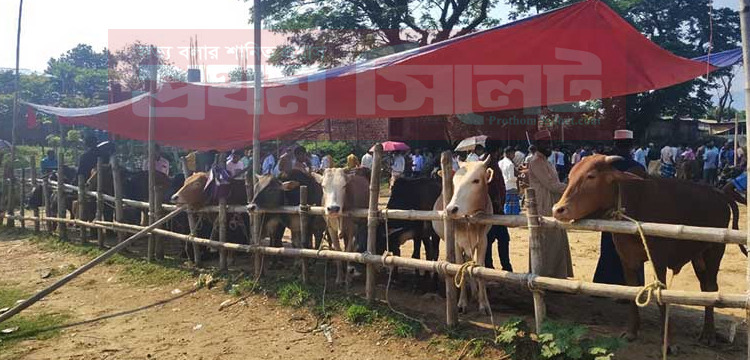 প্রধান উপদেষ্টা পদত্যাগ করবেন না: ফাইজ তাইয়েব আহমেদ