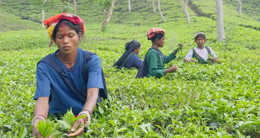 প্রধান উপদেষ্টা পদত্যাগ করবেন না: ফাইজ তাইয়েব আহমেদ