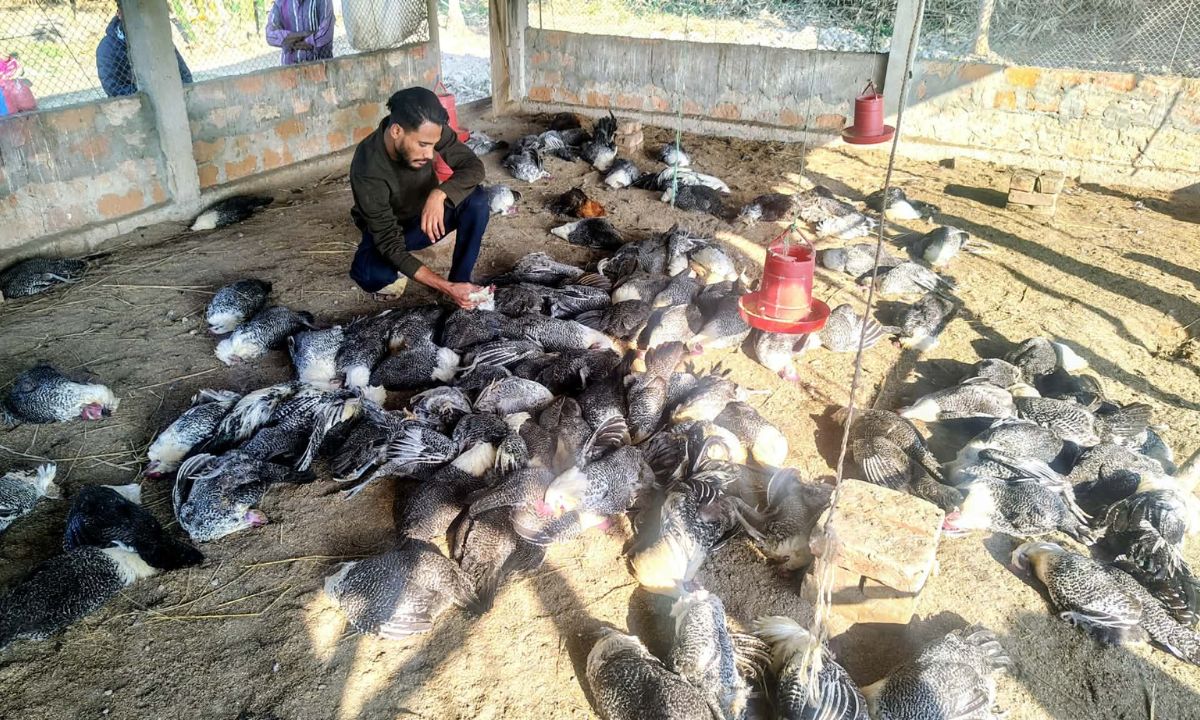 প্রধান উপদেষ্টা পদত্যাগ করবেন না: ফাইজ তাইয়েব আহমেদ