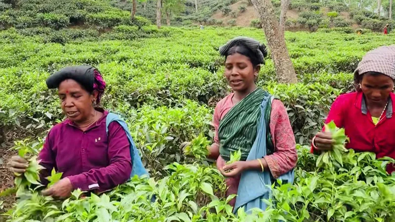 প্রধান উপদেষ্টা পদত্যাগ করবেন না: ফাইজ তাইয়েব আহমেদ