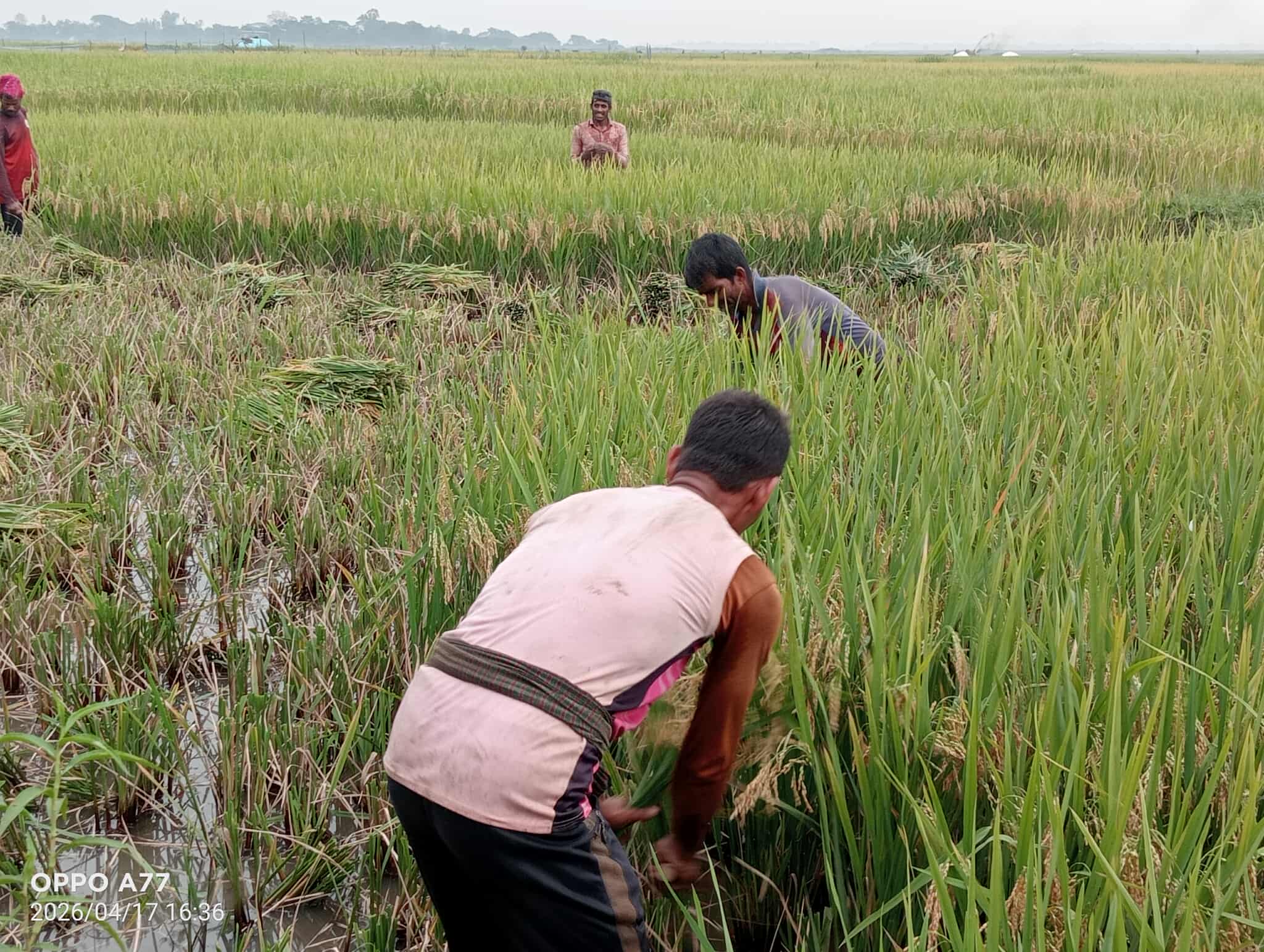 প্রধান উপদেষ্টা পদত্যাগ করবেন না: ফাইজ তাইয়েব আহমেদ