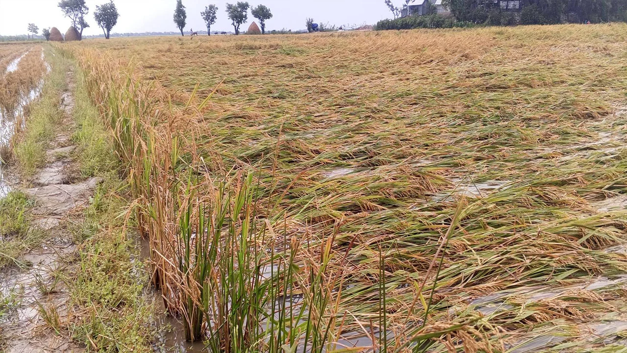 প্রধান উপদেষ্টা পদত্যাগ করবেন না: ফাইজ তাইয়েব আহমেদ