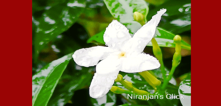 প্রধান উপদেষ্টা পদত্যাগ করবেন না: ফাইজ তাইয়েব আহমেদ