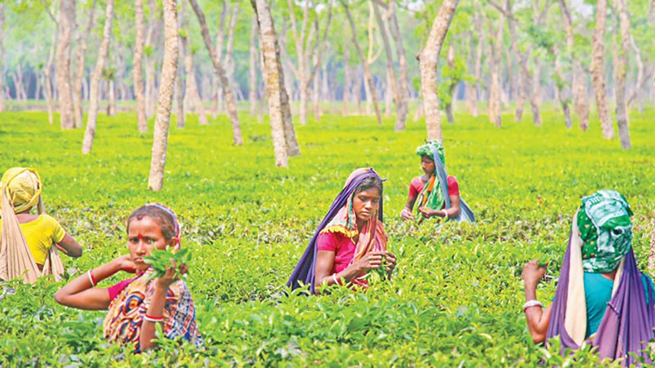 প্রধান উপদেষ্টা পদত্যাগ করবেন না: ফাইজ তাইয়েব আহমেদ