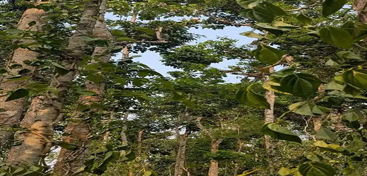 প্রধান উপদেষ্টা পদত্যাগ করবেন না: ফাইজ তাইয়েব আহমেদ