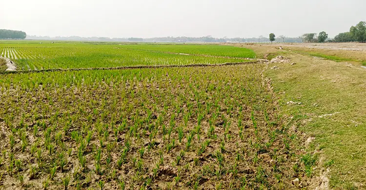 প্রধান উপদেষ্টা পদত্যাগ করবেন না: ফাইজ তাইয়েব আহমেদ