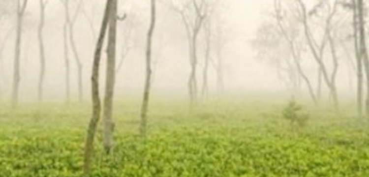 প্রধান উপদেষ্টা পদত্যাগ করবেন না: ফাইজ তাইয়েব আহমেদ