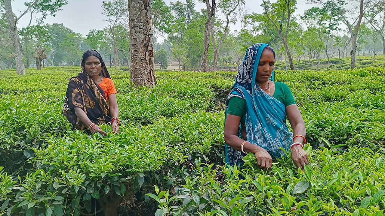 প্রধান উপদেষ্টা পদত্যাগ করবেন না: ফাইজ তাইয়েব আহমেদ