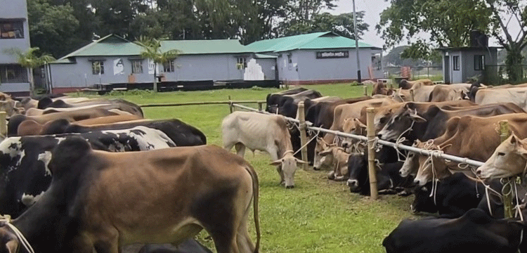 প্রধান উপদেষ্টা পদত্যাগ করবেন না: ফাইজ তাইয়েব আহমেদ