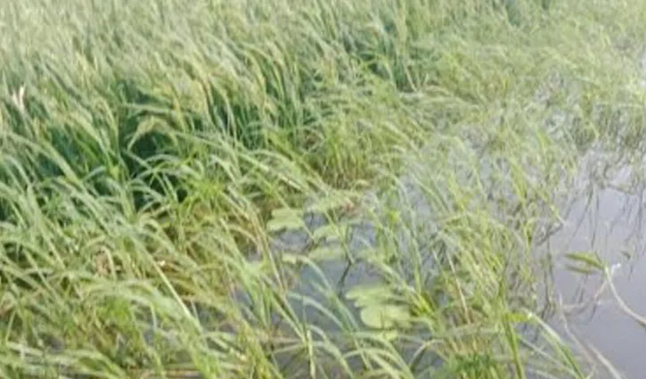 প্রধান উপদেষ্টা পদত্যাগ করবেন না: ফাইজ তাইয়েব আহমেদ