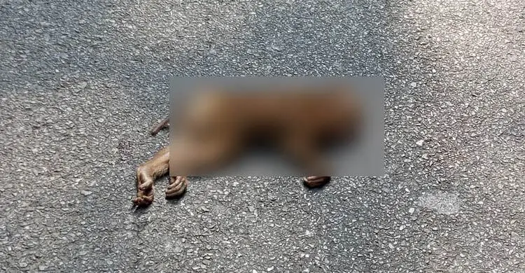 প্রধান উপদেষ্টা পদত্যাগ করবেন না: ফাইজ তাইয়েব আহমেদ