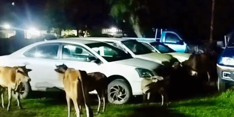 প্রধান উপদেষ্টা পদত্যাগ করবেন না: ফাইজ তাইয়েব আহমেদ