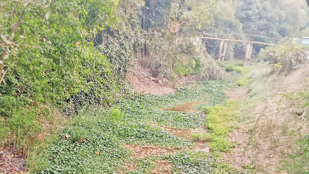 প্রধান উপদেষ্টা পদত্যাগ করবেন না: ফাইজ তাইয়েব আহমেদ