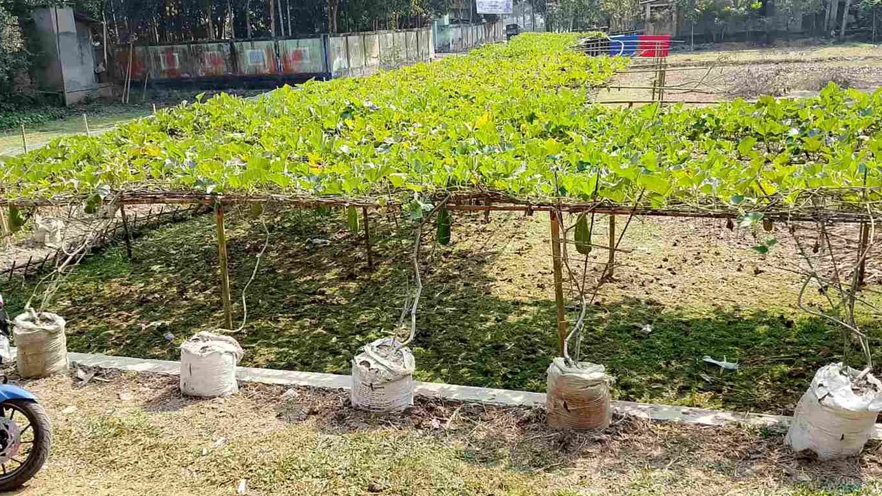 প্রধান উপদেষ্টা পদত্যাগ করবেন না: ফাইজ তাইয়েব আহমেদ
