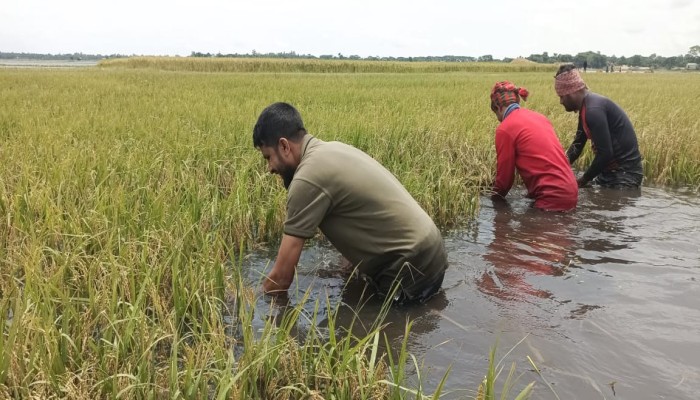 প্রধান উপদেষ্টা পদত্যাগ করবেন না: ফাইজ তাইয়েব আহমেদ
