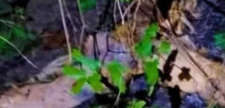 প্রধান উপদেষ্টা পদত্যাগ করবেন না: ফাইজ তাইয়েব আহমেদ