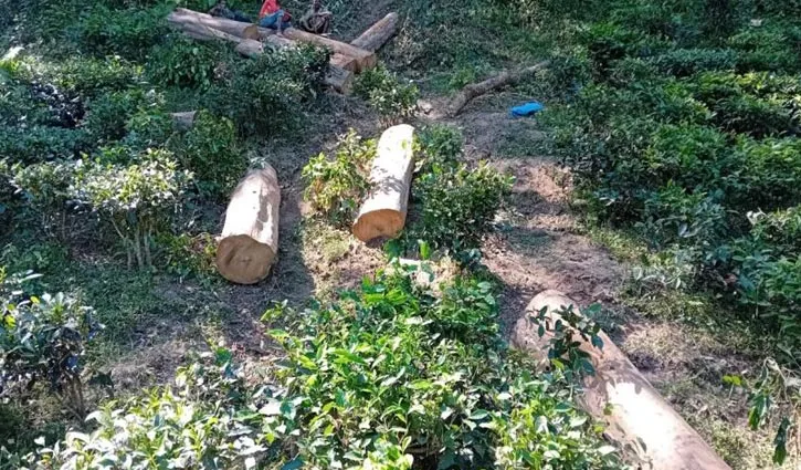 প্রধান উপদেষ্টা পদত্যাগ করবেন না: ফাইজ তাইয়েব আহমেদ