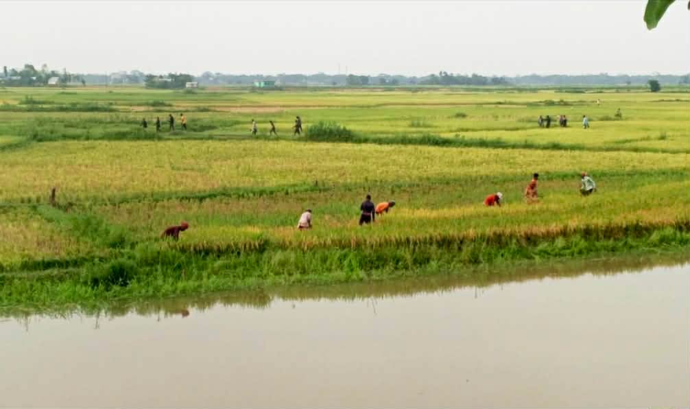 প্রধান উপদেষ্টা পদত্যাগ করবেন না: ফাইজ তাইয়েব আহমেদ