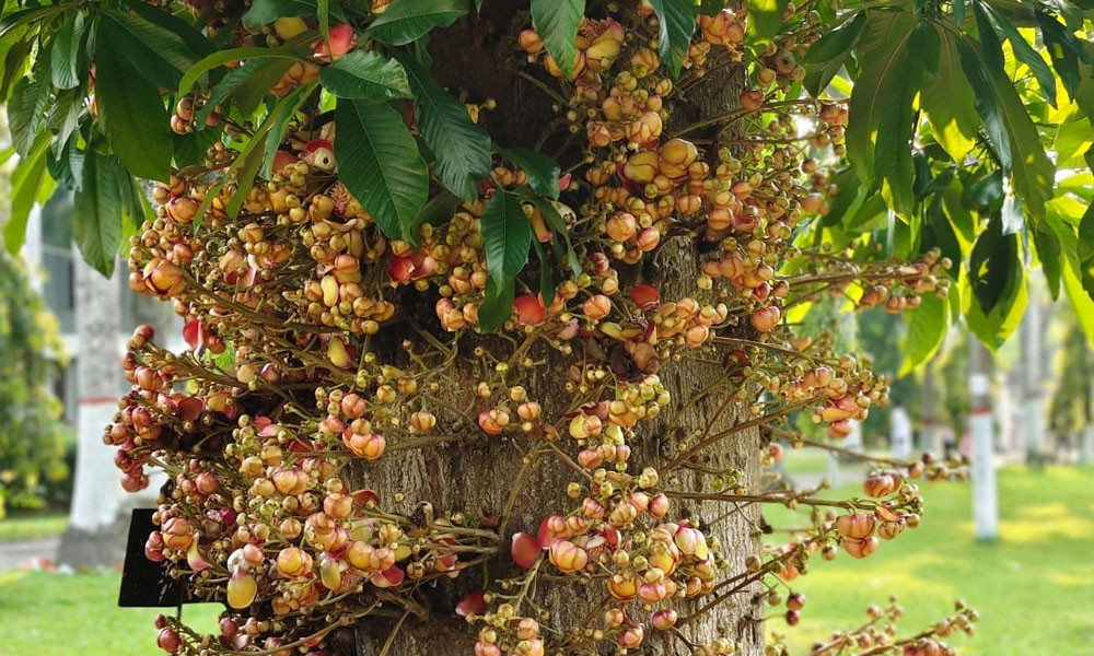 প্রধান উপদেষ্টা পদত্যাগ করবেন না: ফাইজ তাইয়েব আহমেদ