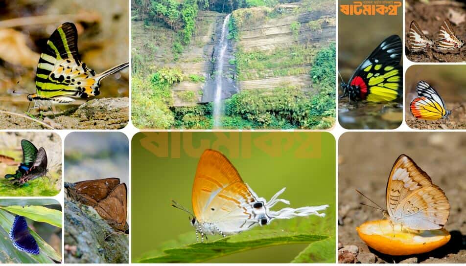 প্রধান উপদেষ্টা পদত্যাগ করবেন না: ফাইজ তাইয়েব আহমেদ