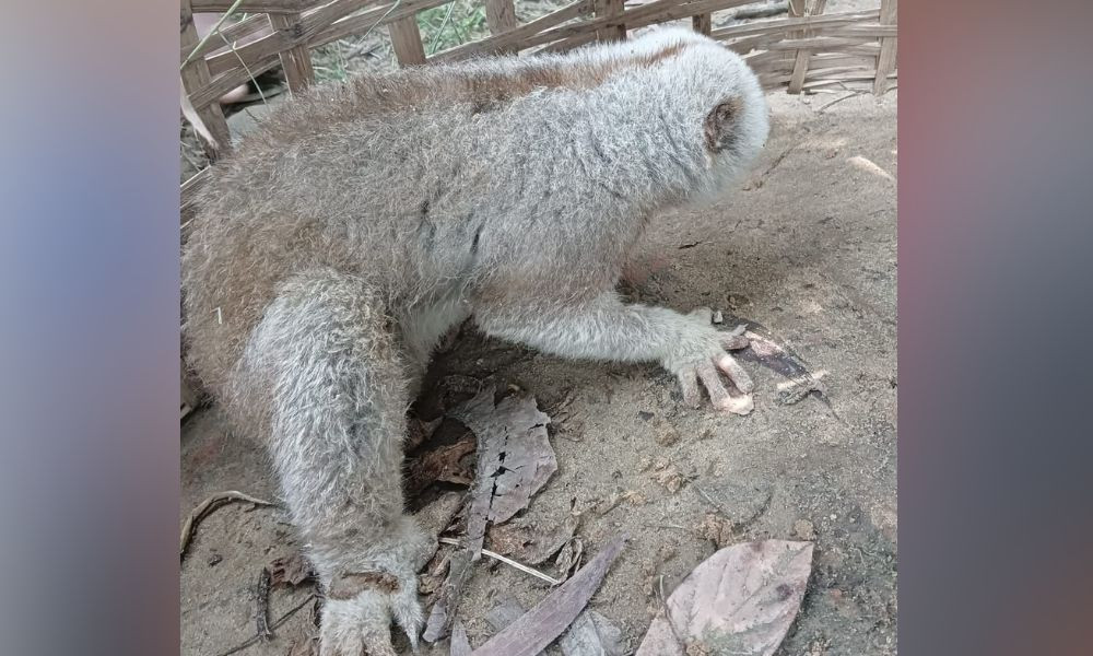 প্রধান উপদেষ্টা পদত্যাগ করবেন না: ফাইজ তাইয়েব আহমেদ