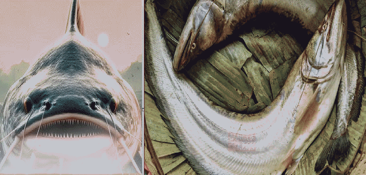 প্রধান উপদেষ্টা পদত্যাগ করবেন না: ফাইজ তাইয়েব আহমেদ