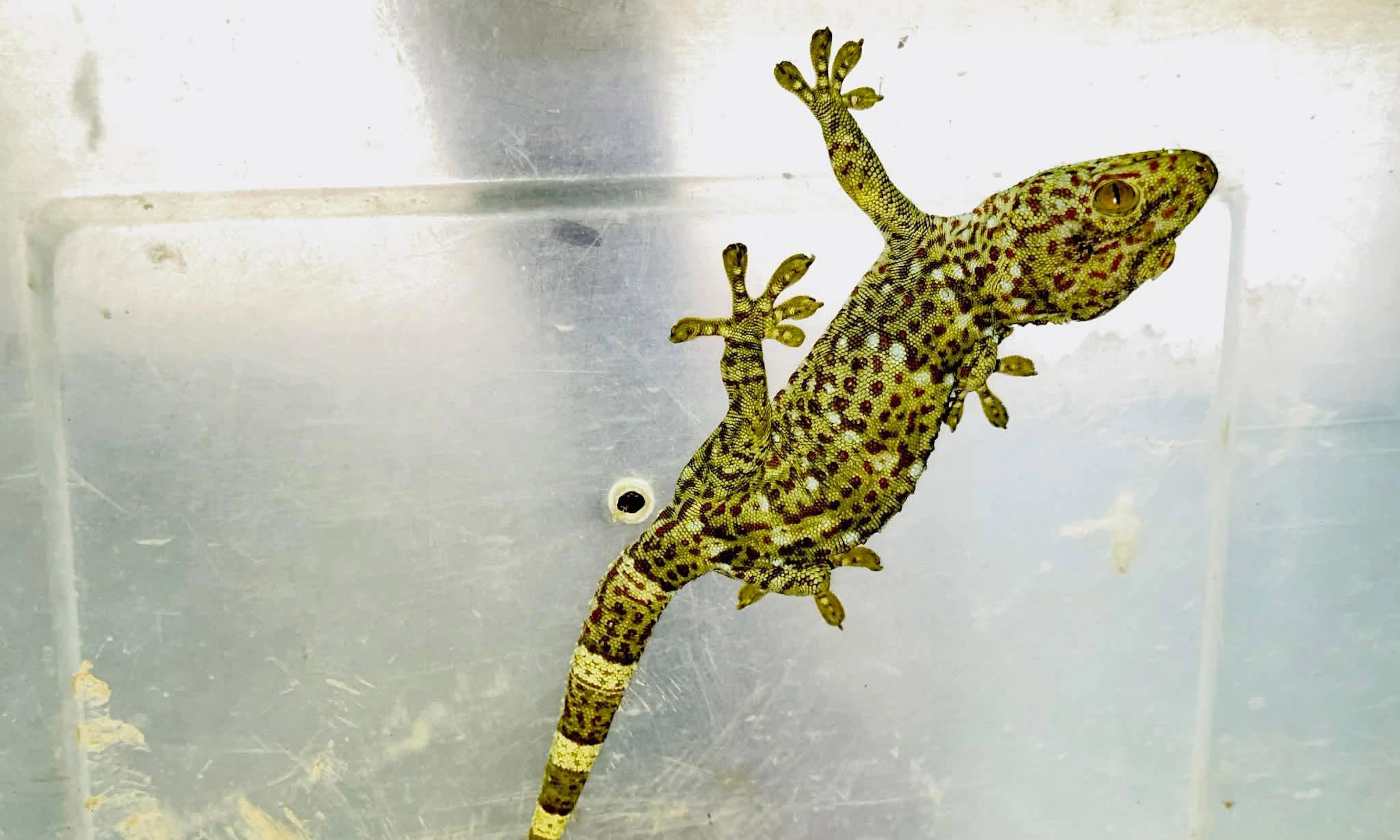 প্রধান উপদেষ্টা পদত্যাগ করবেন না: ফাইজ তাইয়েব আহমেদ