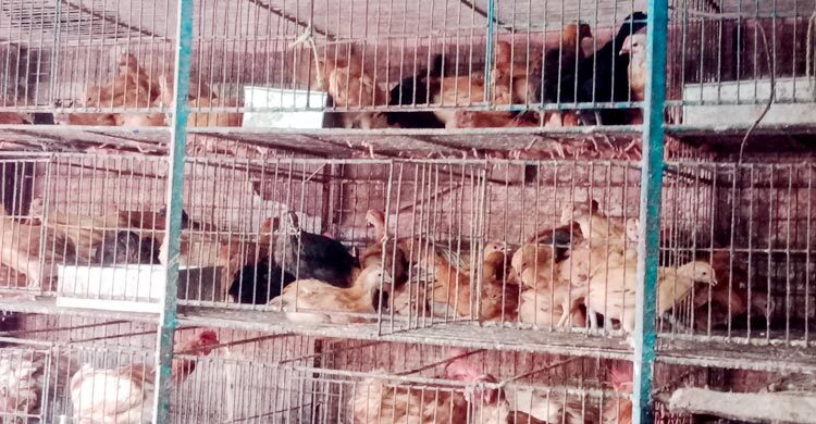 প্রধান উপদেষ্টা পদত্যাগ করবেন না: ফাইজ তাইয়েব আহমেদ