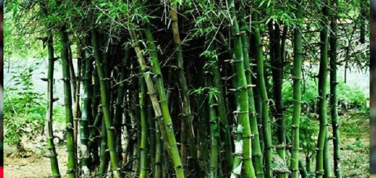 প্রধান উপদেষ্টা পদত্যাগ করবেন না: ফাইজ তাইয়েব আহমেদ