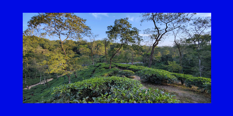 প্রধান উপদেষ্টা পদত্যাগ করবেন না: ফাইজ তাইয়েব আহমেদ