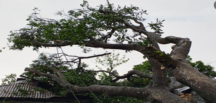 প্রধান উপদেষ্টা পদত্যাগ করবেন না: ফাইজ তাইয়েব আহমেদ