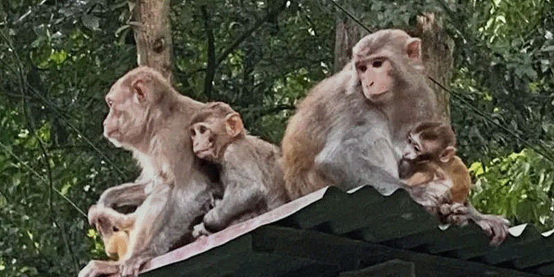 প্রধান উপদেষ্টা পদত্যাগ করবেন না: ফাইজ তাইয়েব আহমেদ