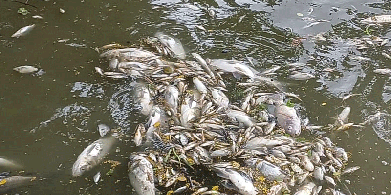 প্রধান উপদেষ্টা পদত্যাগ করবেন না: ফাইজ তাইয়েব আহমেদ