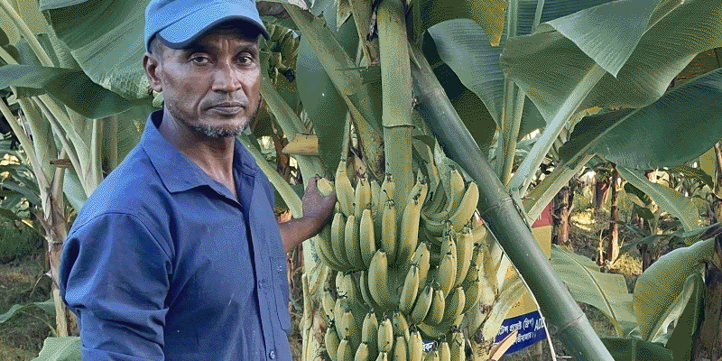 প্রধান উপদেষ্টা পদত্যাগ করবেন না: ফাইজ তাইয়েব আহমেদ