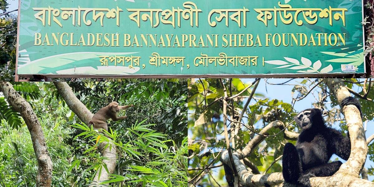 প্রধান উপদেষ্টা পদত্যাগ করবেন না: ফাইজ তাইয়েব আহমেদ
