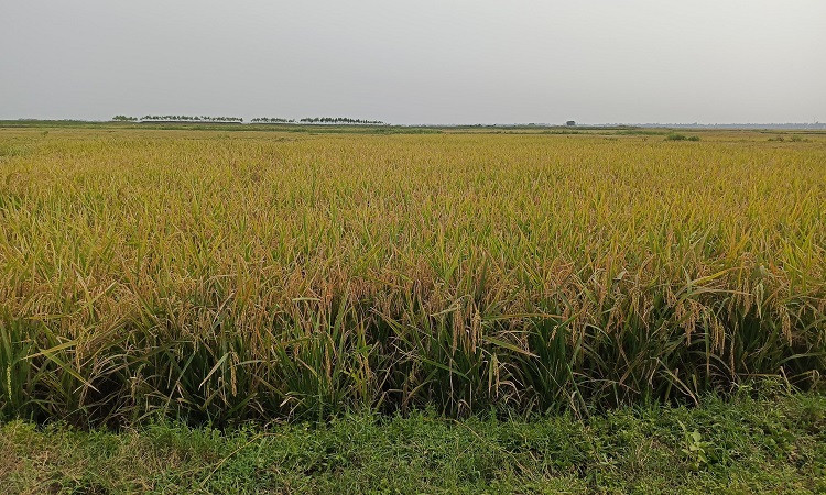 প্রধান উপদেষ্টা পদত্যাগ করবেন না: ফাইজ তাইয়েব আহমেদ