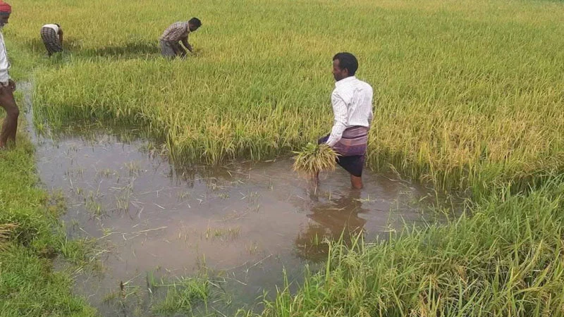 প্রধান উপদেষ্টা পদত্যাগ করবেন না: ফাইজ তাইয়েব আহমেদ