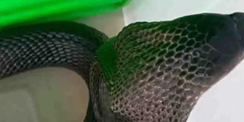 প্রধান উপদেষ্টা পদত্যাগ করবেন না: ফাইজ তাইয়েব আহমেদ