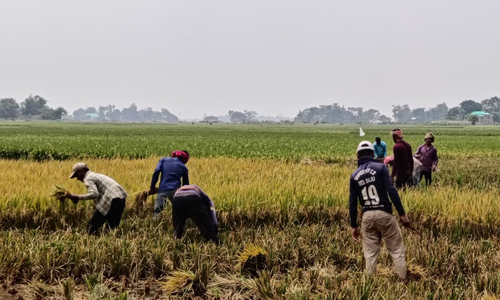 প্রধান উপদেষ্টা পদত্যাগ করবেন না: ফাইজ তাইয়েব আহমেদ