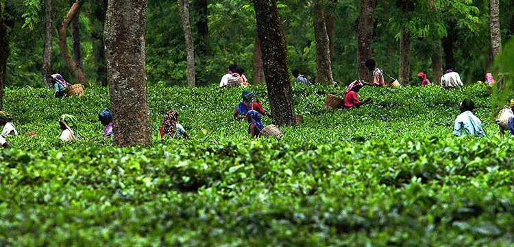 প্রধান উপদেষ্টা পদত্যাগ করবেন না: ফাইজ তাইয়েব আহমেদ
